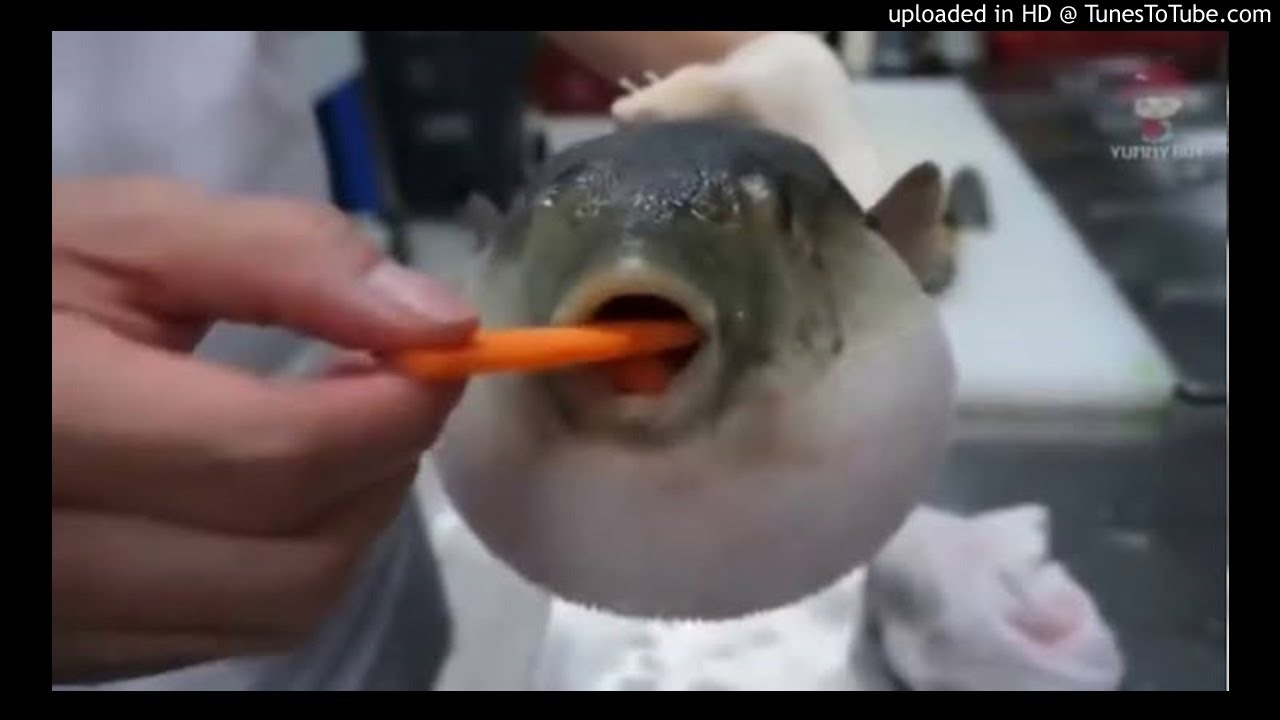 °FREE FOR PROFIT° Puffer Fish x Meme Rap Type Beat - [Prod. Pasta ...