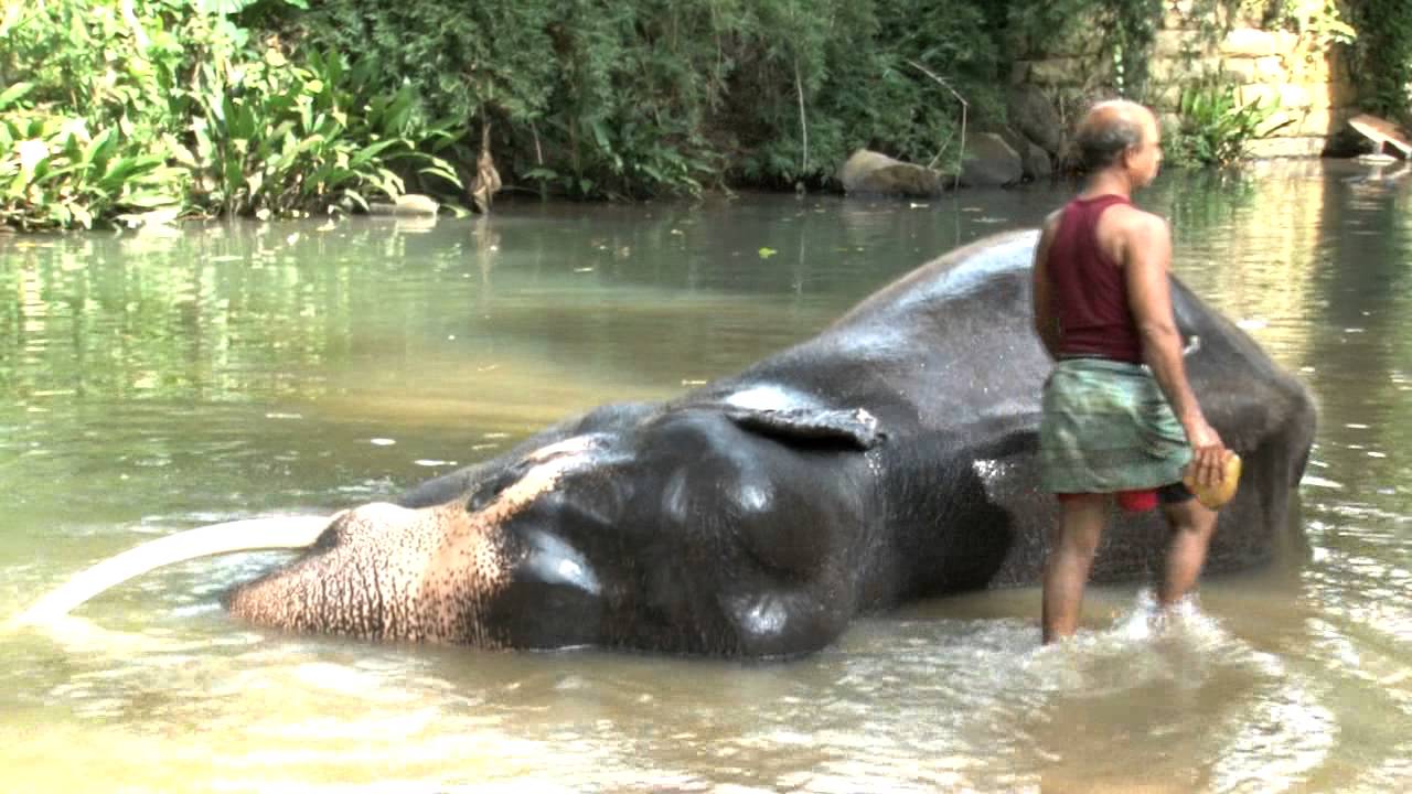 elephant painting YouTube