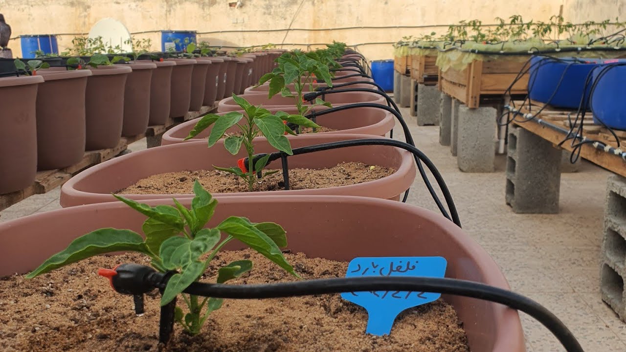 زراعة الاسطح..كيفية عمل شبكة ري بالتنقيط للمزروعات الجزء السادس (اختباروتشغيل تجريبي للشبكه)