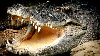 Crocodile Superpower: Slowing Their Heart At Will