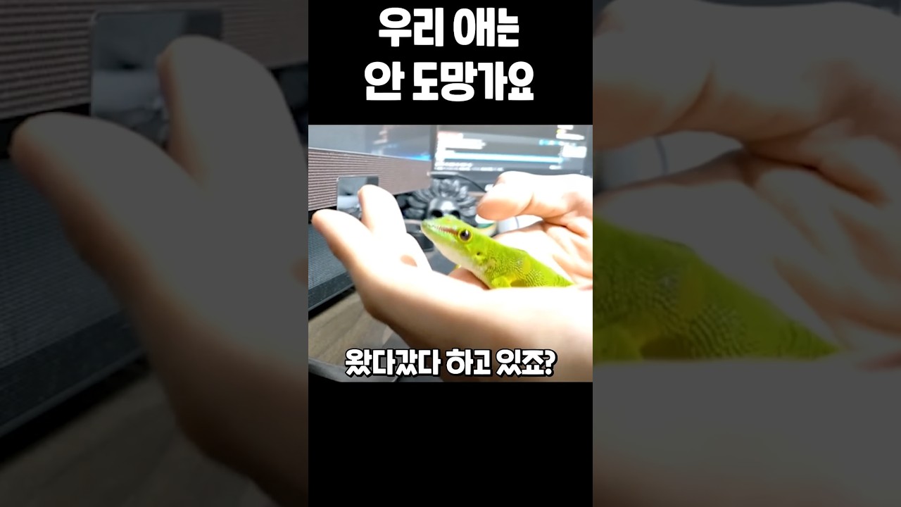 새로운 친구