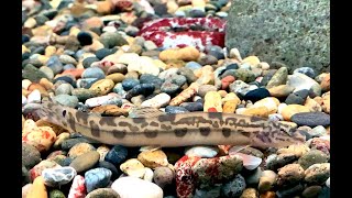 ニシシマドジョウ Japanese striped loach, nishishima-dojou Cobitis sp. BIWAE type B