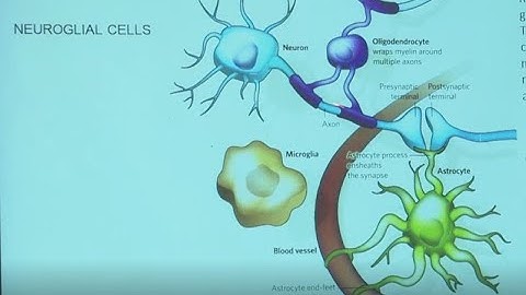 Drugi možgani - The Other Brain