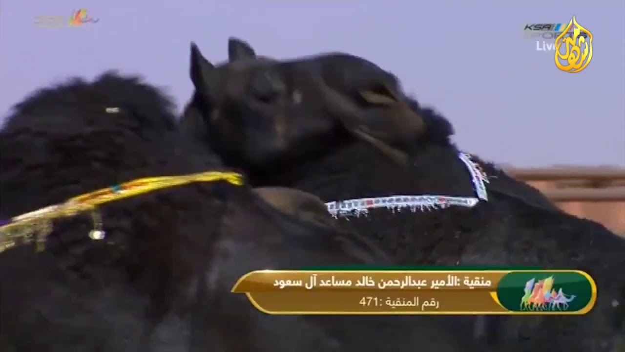 استعراض منقية الأمير عبدالرحمن خالد مساعد آل سعود فئة ال 50 - مجاهيم