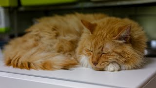 チャチャの旅立ちから1年