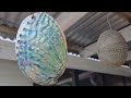 Clean and polish an NZ Paua/Abalone shell