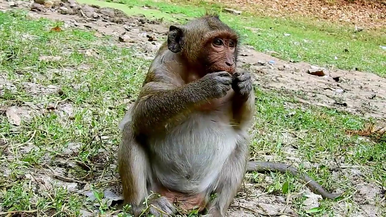 What Wrong With  Sweet Pea Monkey  Poor Sweetpea Eat Foods A Lot