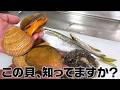 【じいちゃんの晩御飯】この貝て知ってる？ほかにもハモなどろいろな食材を天ぷらで堪能する！！