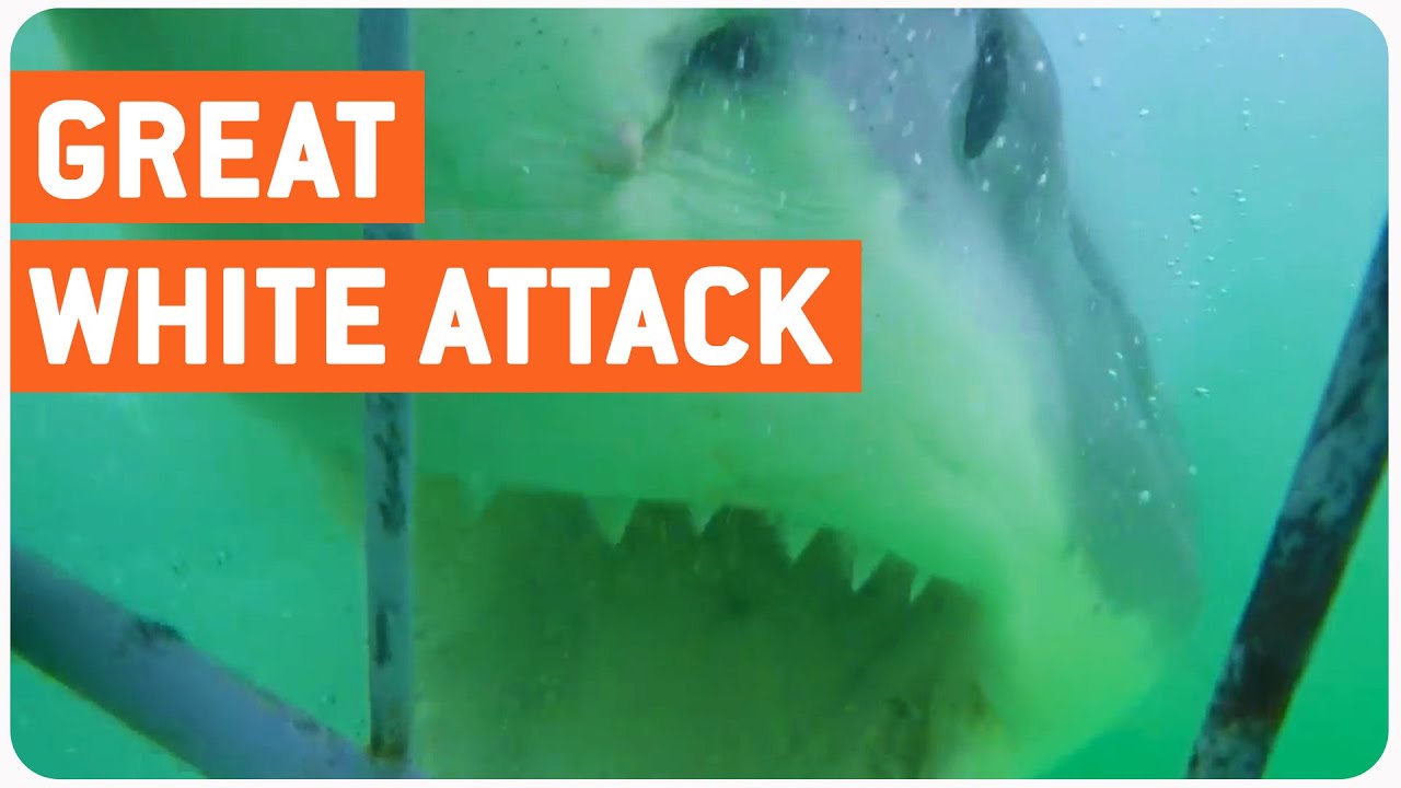 crashes on air Great White Shark Attacks Metal Cage | Shark Bait