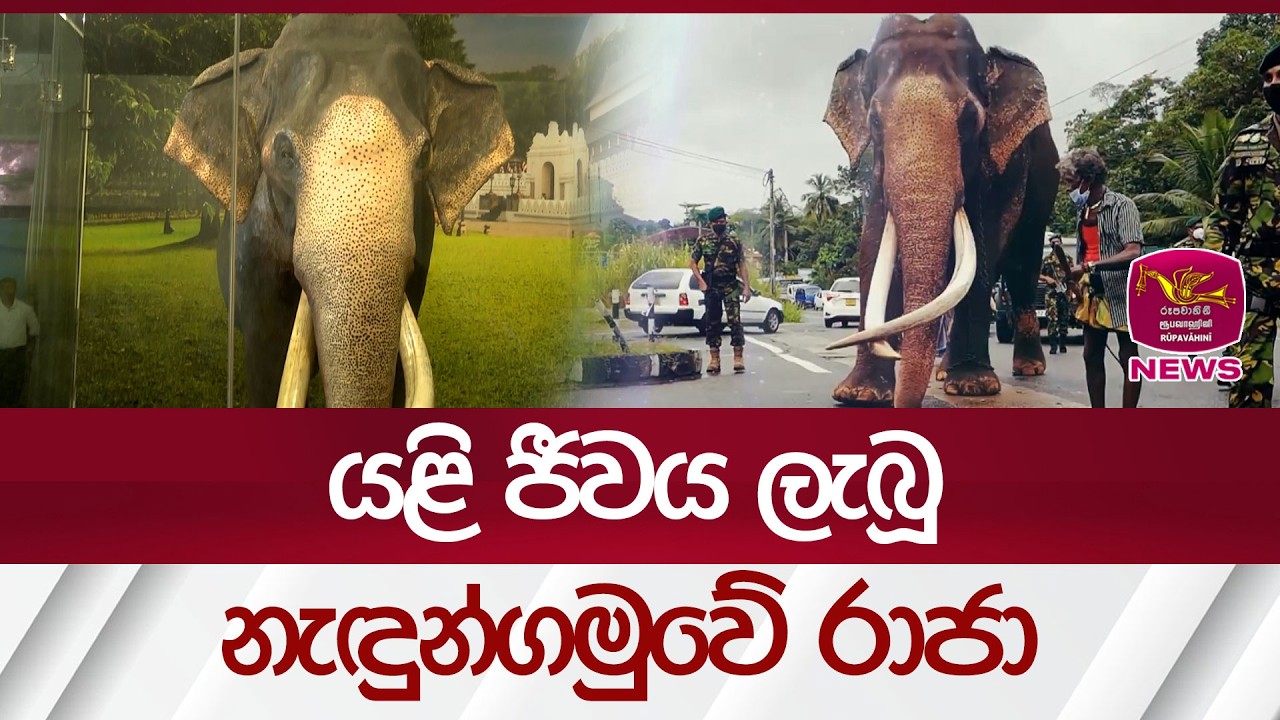 යළි ජීවය ලැබූ නැඳුන්ගමුවේ රාජා | Rupavahini News