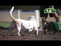 Canterbury Park Basset Hound Races 8-29-21