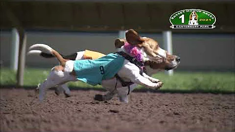 Canterbury Park Basset Hound Races 8-29-21