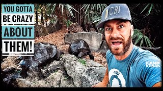 Nostradamus the Giant Tortoise is my FAVORITE!