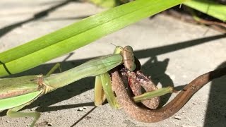Mantis Vs Snake - Praying Mantis Kill A Snake