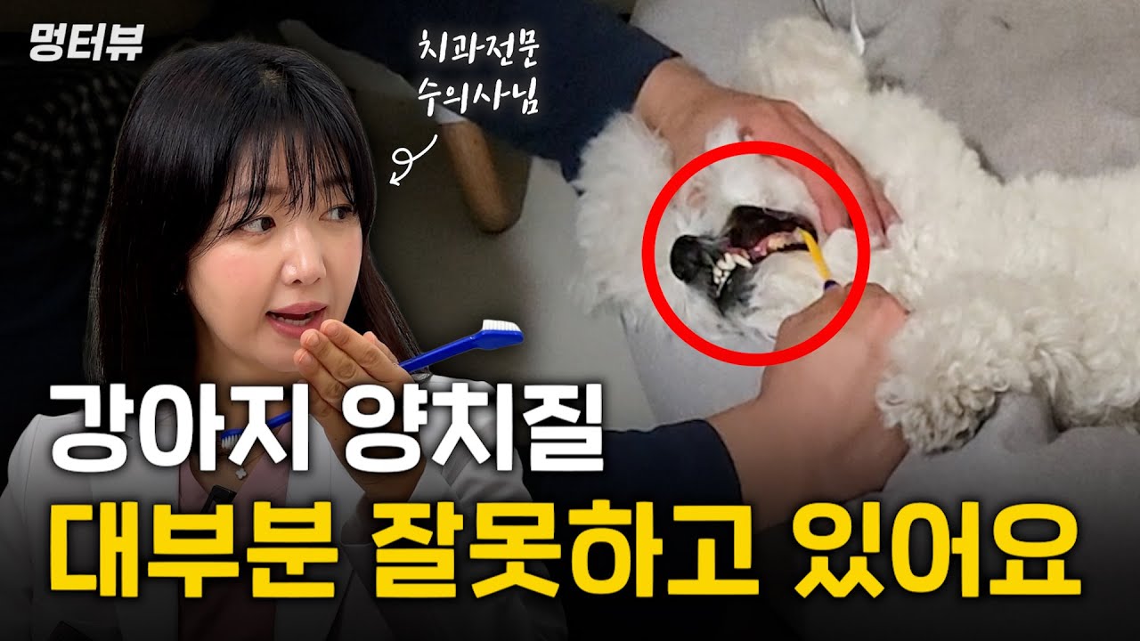 잇몸에 피나도 양치질 계속 하라구요? 강아지 양치질 제대로 알려드립니다 | 멍터뷰ep.8