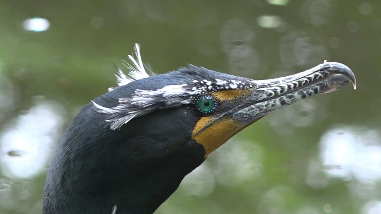 Double-crested Cormorant in breeding plumage 