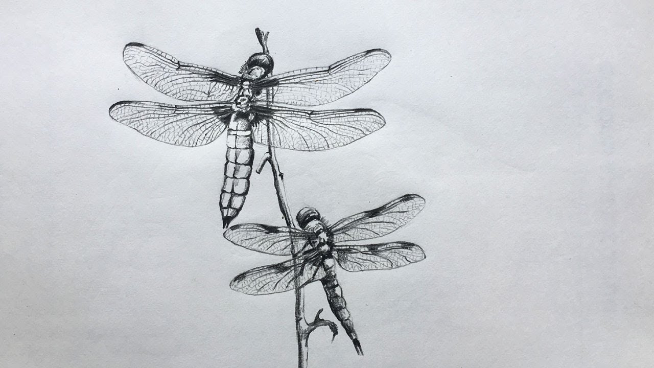 Dragonflies drawing in pencil  insect drawing step by step  pencil sketch   YouTube