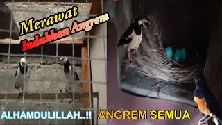 CARA MERAWAT INDUKKAN BURUNG YANG LAGI MENGERAM VERSI su kamdi - @SukamdiChannel