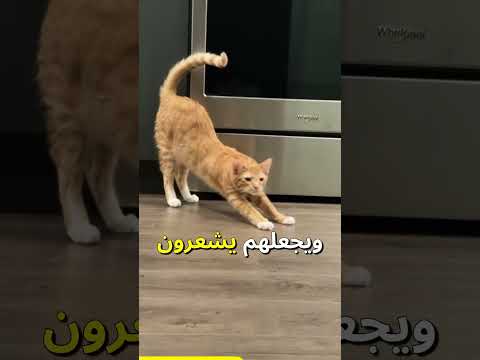 لماذا يتمدد قطك عندما يراك 