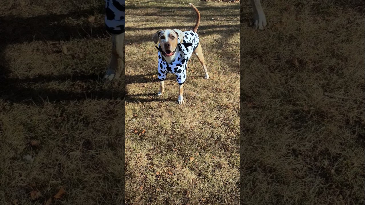 Cow-ahoula Hound dog 