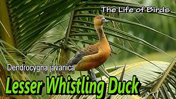 The Life of Birds | Lesser whistling duck | Dendrocygna Javanica
