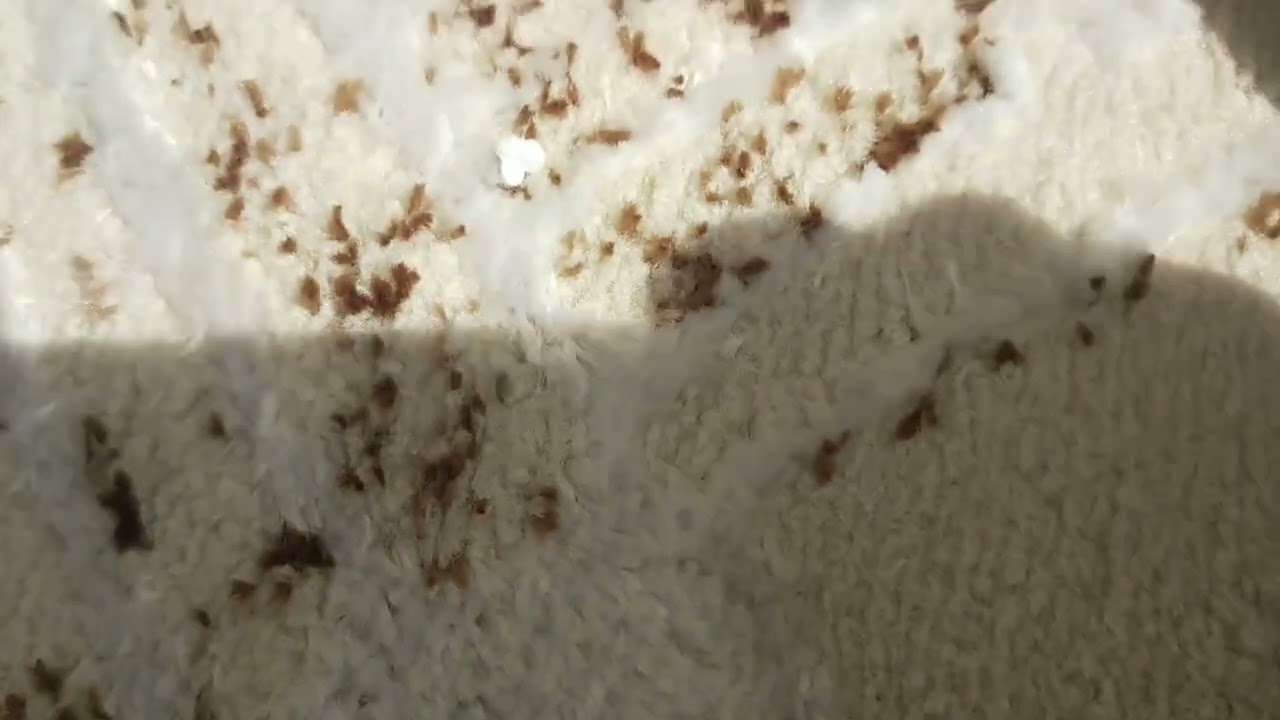 متخليوش هذا الهوته تفوتكم ارخص زرابي السويقه مدينه الرباط