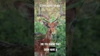 unbelievable facts about deer #shorts #Ecolenses