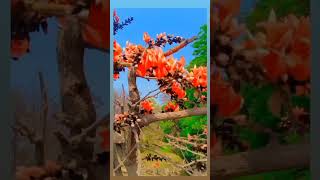 Download Lagu saveron ka mere ❤️ love songs #nature #hindisongs #shortfeed #ytshorts MP3 Download Lagu saveron ka mere ❤️ love songs #nature #hindisongs #shortfeed #ytshorts MP3