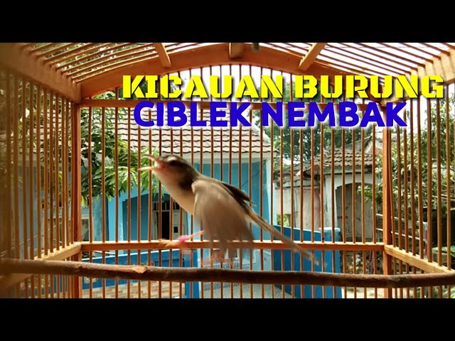 Masteran Ciblek Sawah Gacor Ngebren Panjang || Ciblek Klik || BoloNet class=