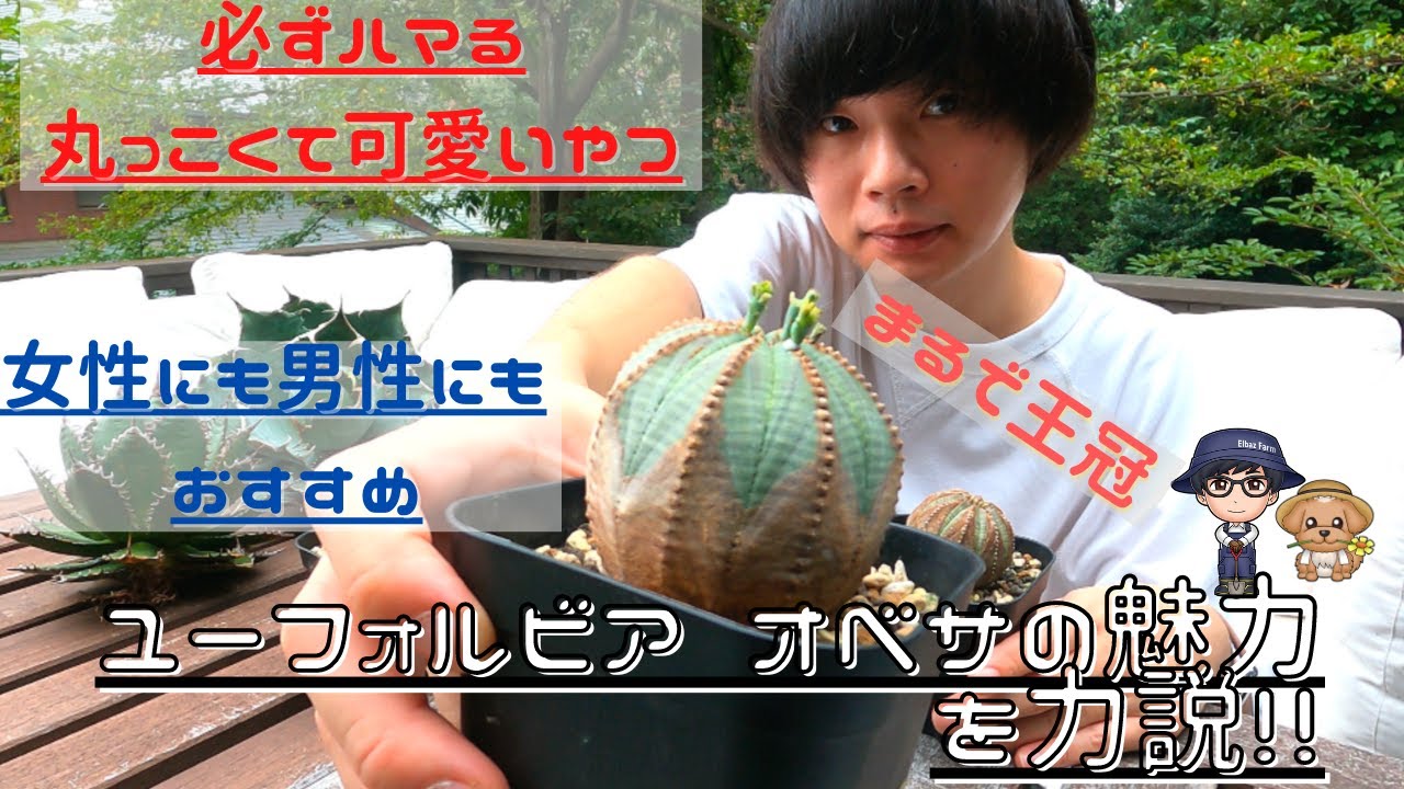 A cute, round plant] A powerful explanation of the charms of