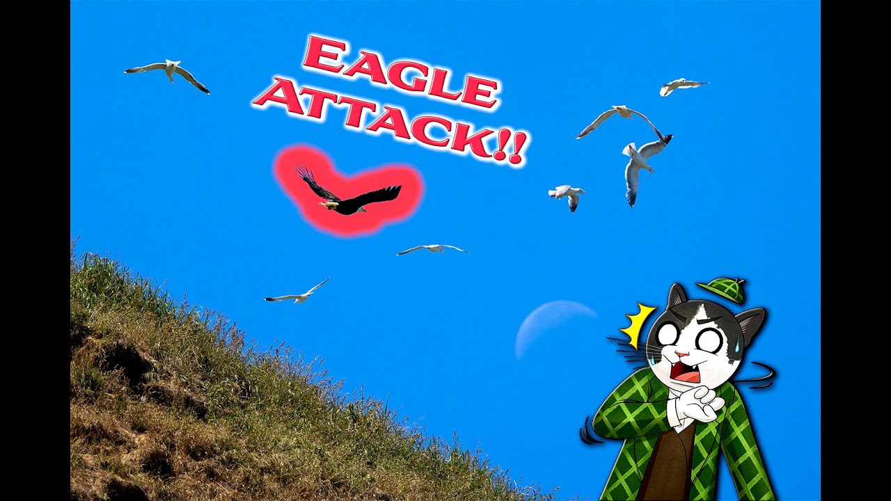 Bald Eagle Attacks Bird Colony! *GRAPHIC NATURE CONTENT WARNING*