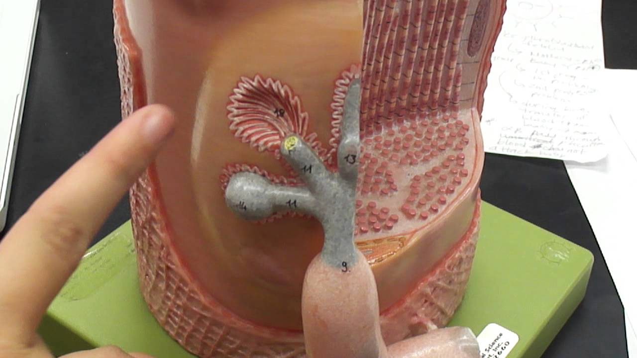 Muscle Fiber with motor end plate model Physiology Anatomy - YouTube