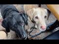 Olive and Mabel - The Eternal Hope Mp3 Song