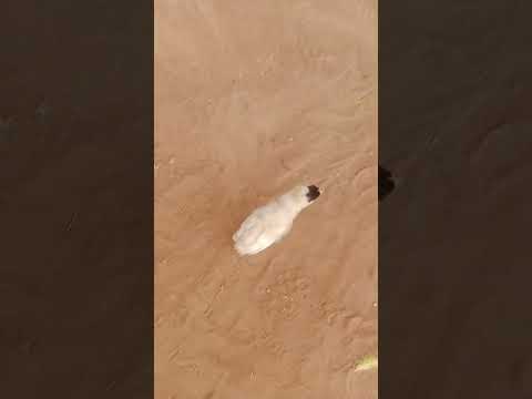 🐥