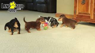 Cute Miniature Dachshund Puppies