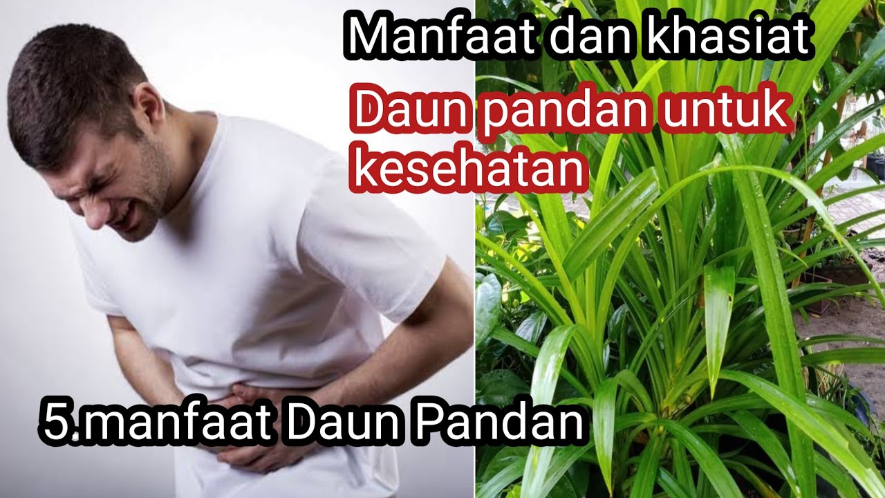 Manfaat Daun Pandan untuk kesehatan bisa sembuhkan 5 penyakit ini