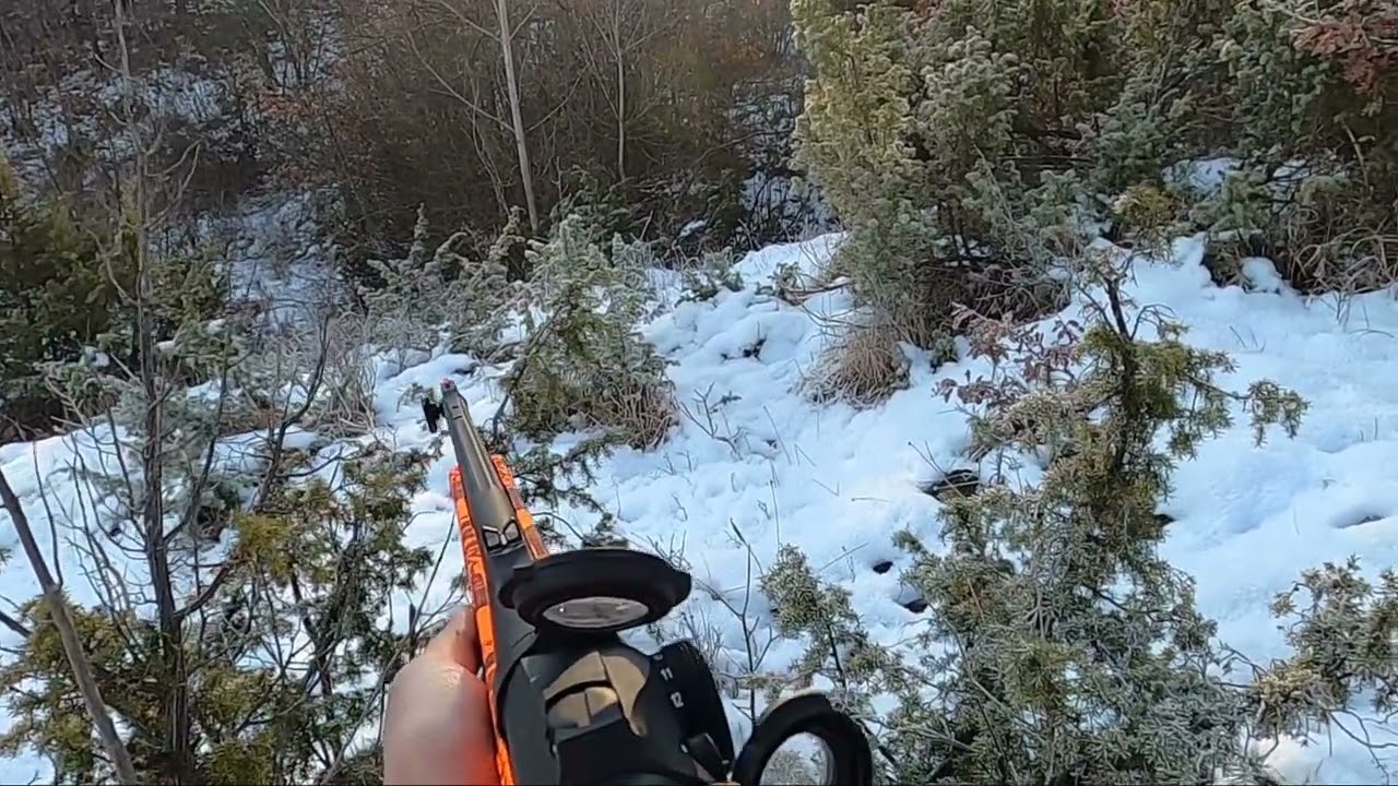 Caccia al cinghiale (braccata) 19/01/22