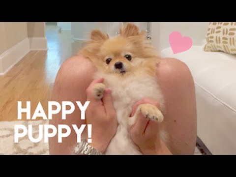 Dancing Happy Puppy - YouTube