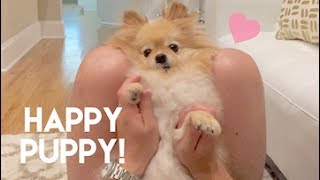 Dancing Happy Puppy by Monica Peng 90,070 views 6 years ago 6 minutes, 38 seconds