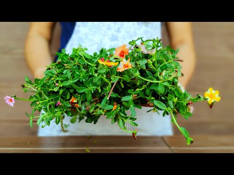 วีดีโอ: Portulaca In A Pot: การดูแลภาชนะที่ปลูก Portulaca Plants