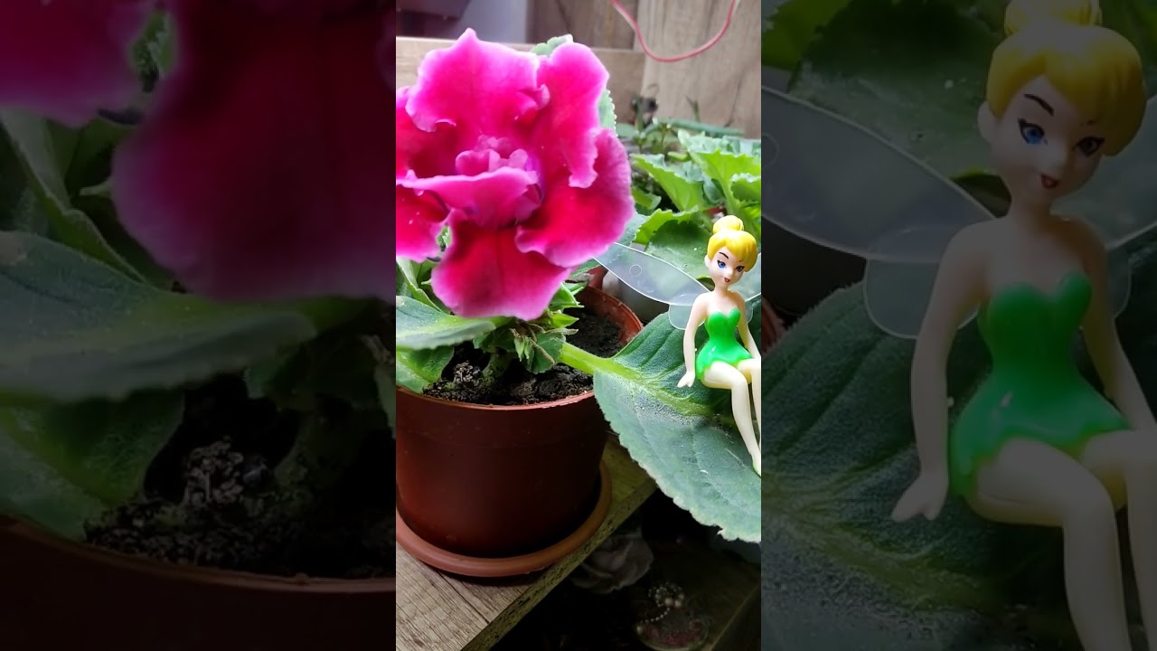 Amazing Gloxinia in my Fairy Garden 