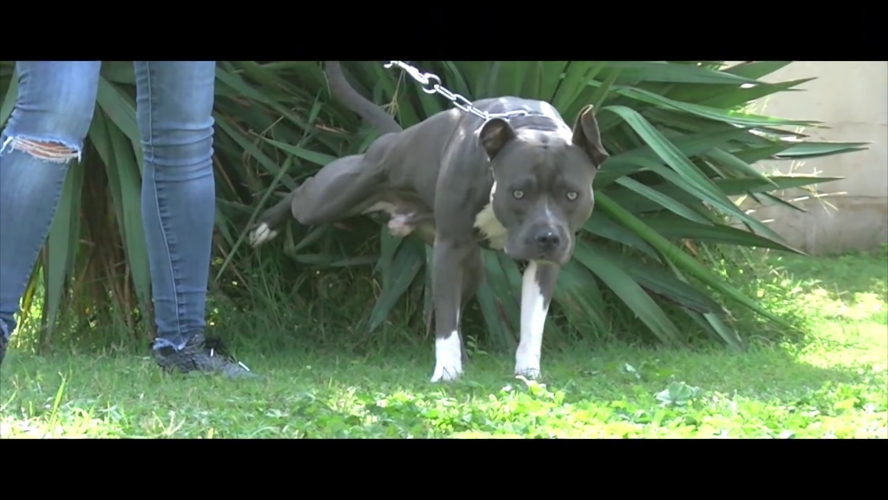 Amstaff Bleu Agressif Envers Les Chiens Youtube