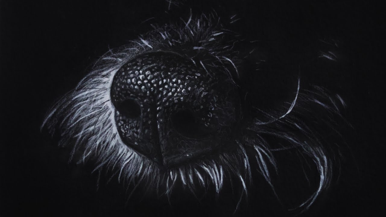 Drawing a dog’s nose on black paper · Realistic pet portrait in colored pencil & gouache · Storytime