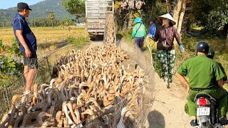 Download Lagu bầy vịt tàu ở chưng núi lên xe tải chở về đồng lúa vĩnh trung # mientaytv  MP3