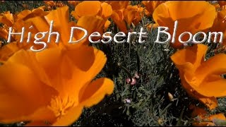 Mojave Poppy Super Bloom? California Wildflower Video (HD)