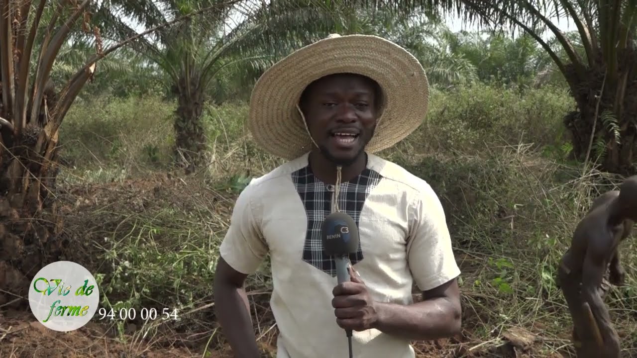 CANAL3-BENIN : Vie de Ferme / La Production de l'Ananas