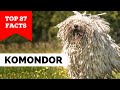 99% of Komondor Dog Owners Don&#39;t Know This