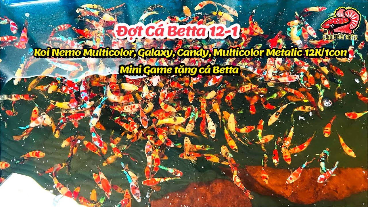 Đợt Cá Betta Thuỷ Sinh 12-1 Black Base, Multicolor, Galaxy, Candy Giá 12K/1con ! 