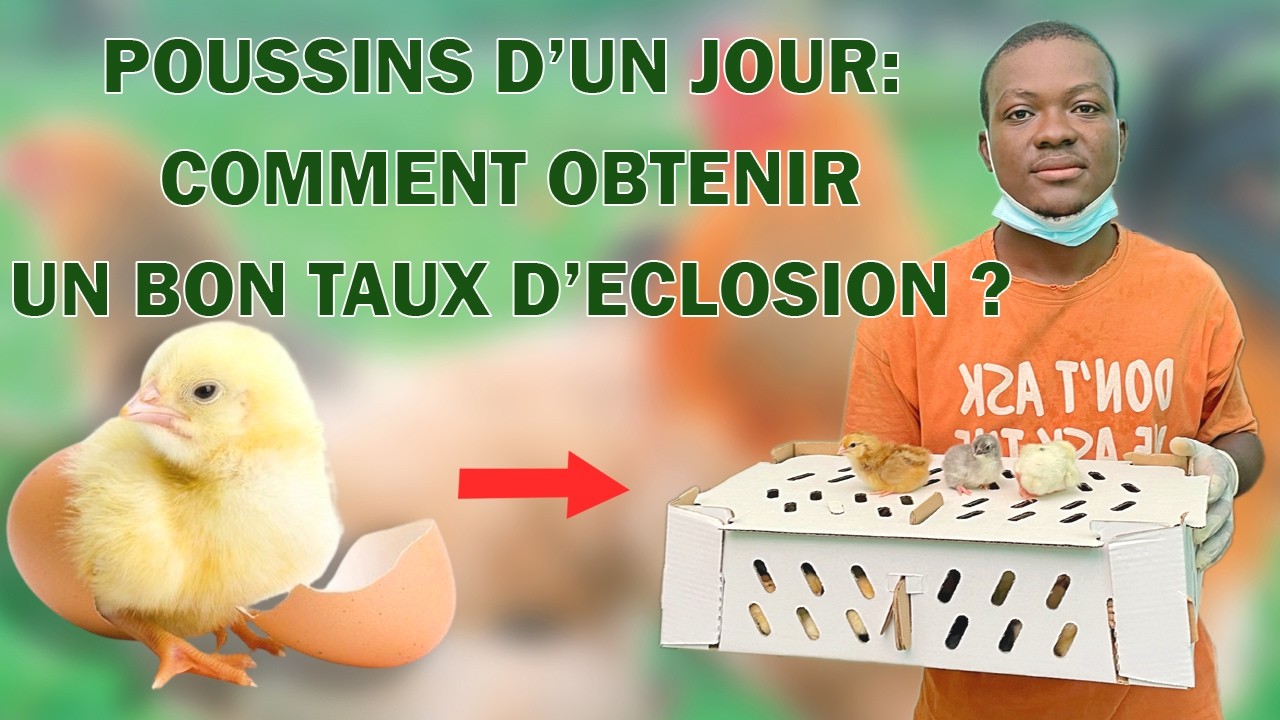 Production de poussin : comment obtenir des taux élevés ?