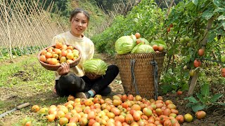 Rural girl harvests cabbage and tomatoes, brings them to the market to sell | Chúc Thị Dương
